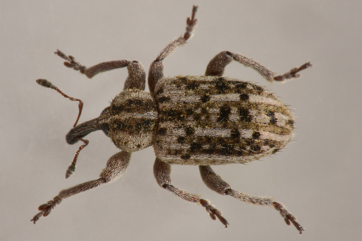 Curculionidae:  Hypera sp?    S, Hypera (Tigrinellus) pastinacae